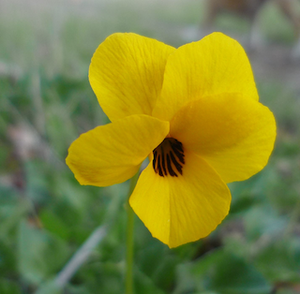 flower essences for communication