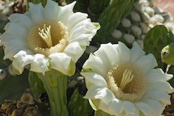 Saguaro Flower Essence - June 2024 Essence of the Month