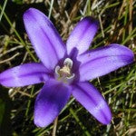 Harvest Brodiaea - January 2025 Essence of the Month