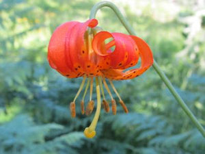 Leopard Lily - September 2024 Essence of the Month