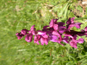 Early Purple Orchid Flower Essence