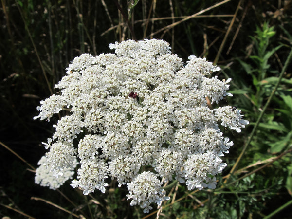 Queen Anne's Lace Flower Essence – Whispering Roots Apothecary
