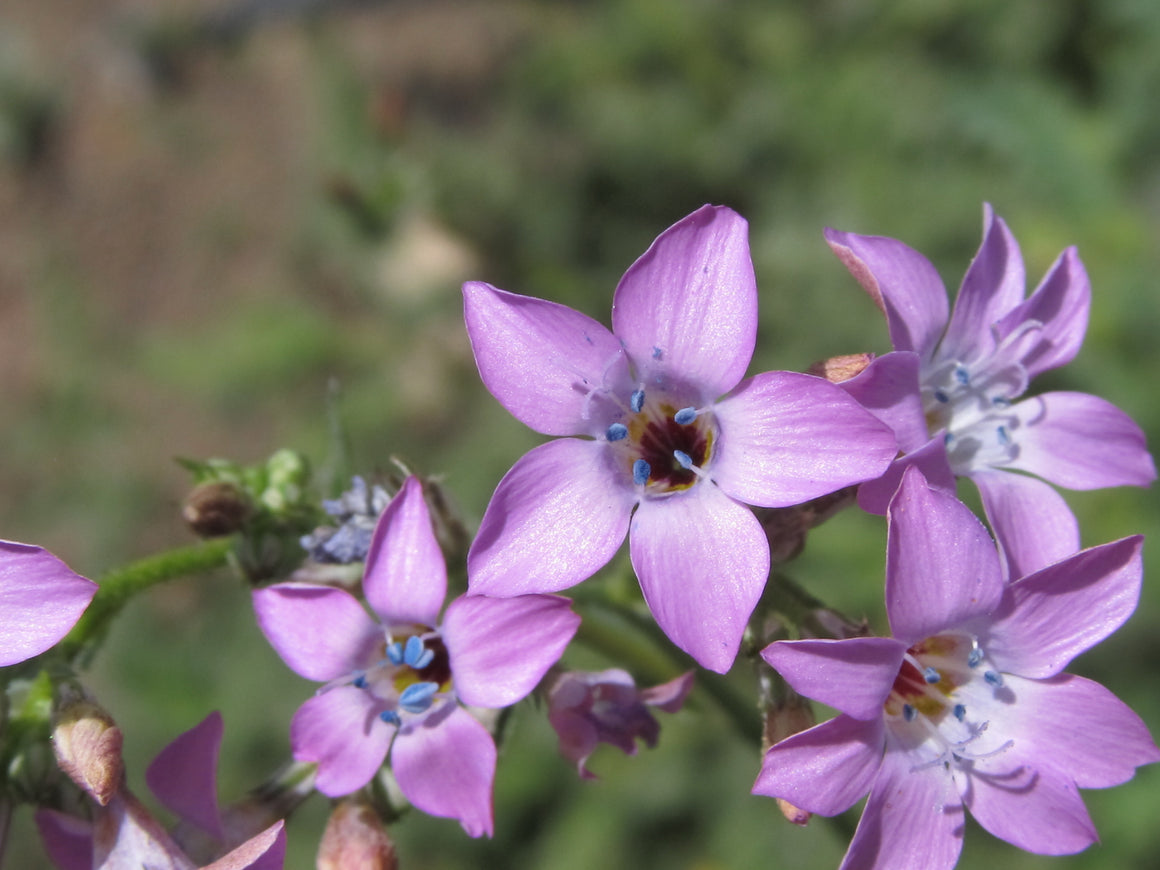 Volcanic Gilia