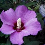 Rose of Sharon