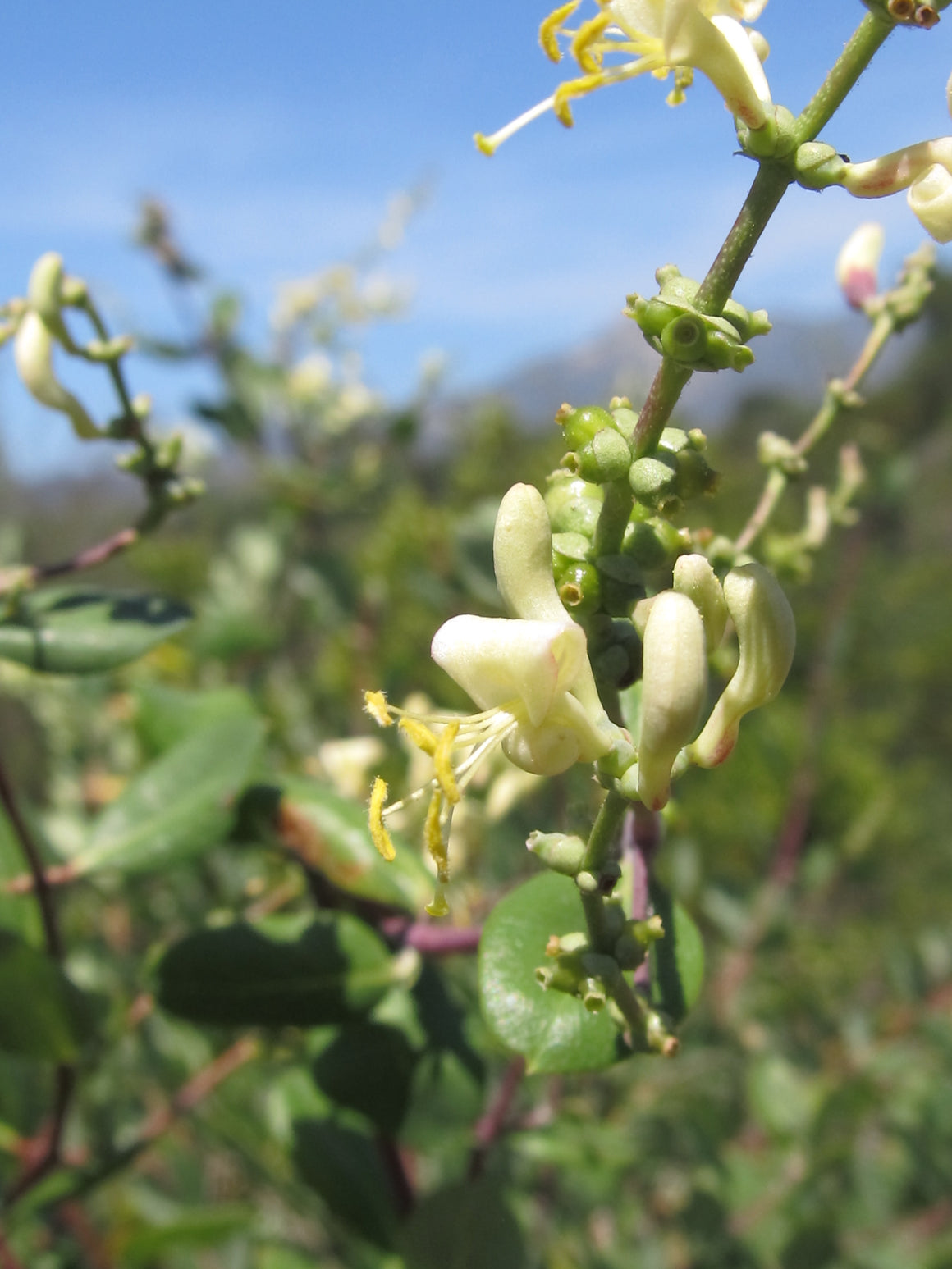 Southern Honeysuckle