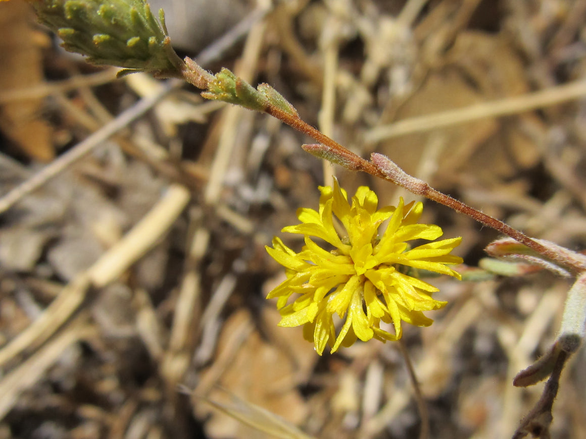 Vinegar Weed