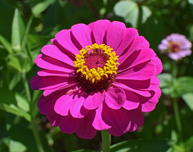 Zinnia flower essence